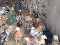 Chickens — 7-rasm