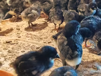 Avstraliya Pit Game quşu — foto 3