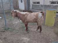 Ziegenbock, Beetal goats — Foto 2