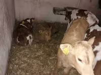 Toro, Simmental cattle — foto 3