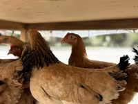 Chickens — 4-сурет