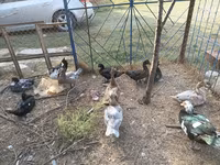 Ducks — फ़ोटो 3