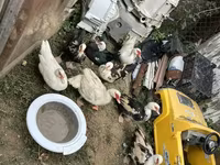 Ducks — photo 4