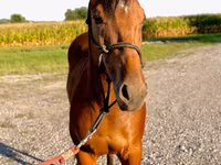 Hengst, Quarter Horse — Foto 4