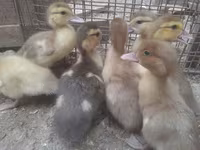 Ducks — الصورة 5