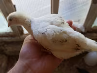 Chickens — 4-сурет