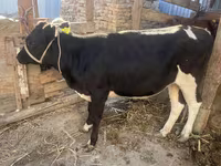 Vaca, Russian Black pied cattle — foto 3