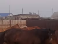 Yegua, Caballos — foto 2