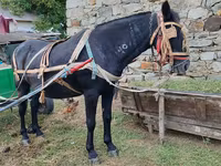 Mare, Horses — photo 1