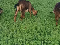 Ziege, Ziegen — Foto 6