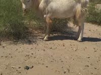 公山羊, Goats — 照片 1