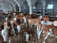 Bull, Simmental cattle — photo 6