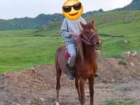 Hengst, Anglo-Arabian — Foto 4