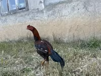 Chickens — 2-rasm