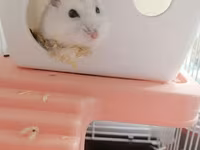 Hamster üçün tam dəst qəfəs - Material: möhkəm metal barmaqlıqlar və — foto 1