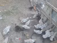 Ducks — Foto 2