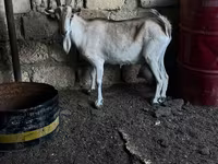 Ziegenbock, Ziegen — Foto 2