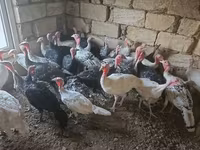 Turkeys — الصورة 2