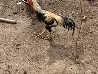 Chickens — Foto 3