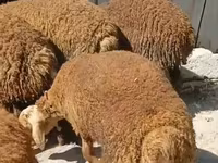 Ram, Sheep — photo 3