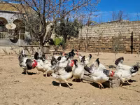 Chickens — foto 2
