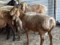 Widder, Arashan sheep — Foto 4