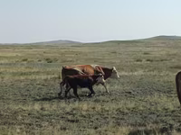 Rinder (Partie, Geschlecht nicht angegeben), Simmental cattle — Foto 6