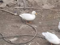 Ducks — Foto 6