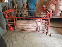 母猪, Pigs — 照片 5