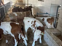Bulle, Simmental cattle — Foto 4
