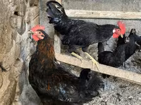 Australorp — Foto 2