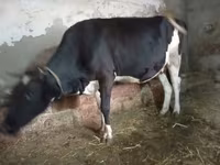 Kuh, Russian Black pied cattle — Foto 5