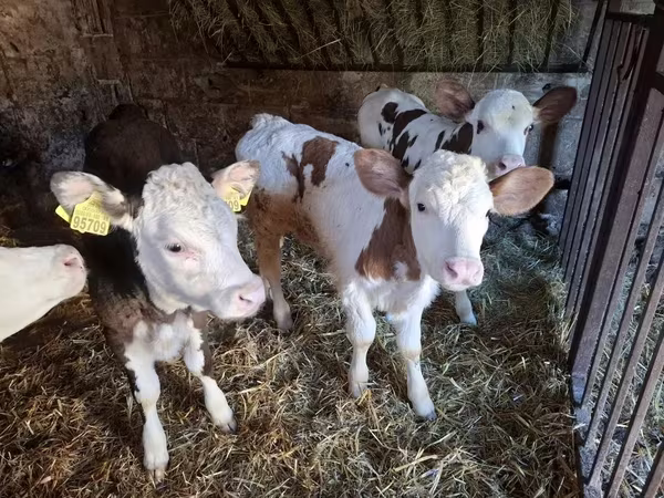 Kuh, Simmental cattle