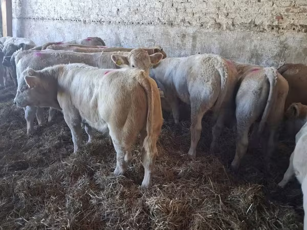Bulle, Charolais cattle