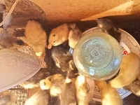 Ducks — Foto 4