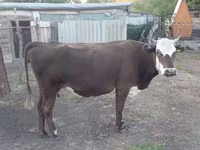 Kuh, Latvian Blue cattle — Foto 4
