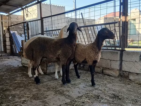 Schaf, Blackheaded Persian sheep
