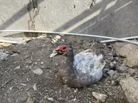 Domestic Muscovy — photo 1