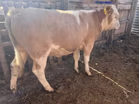 Бұқа, Simmental cattle — 1-сурет