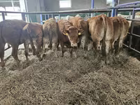Kuh, Limousin-Kuh — Foto 3