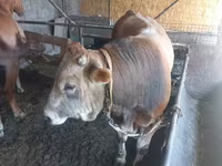 ثور, Swiss cattle — الصورة 3