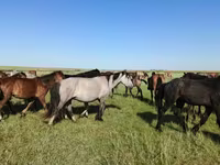 فرس, Kazakh horse — الصورة 5