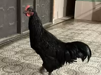 Australian Pit Game fowl — photo 2