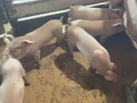 Schweine (Partie, Geschlecht nicht angegeben), Крупная белая — Foto 7