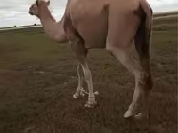 ناقة, Kazakh Bactrian camel — الصورة 3