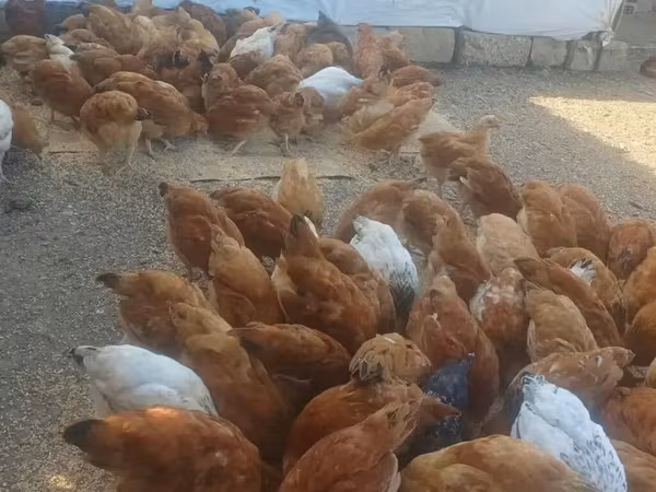 Chickens