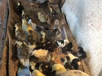 Ducks — foto 3