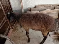 كبش, Blackheaded Persian sheep — الصورة 1