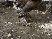 Brahma — foto 4