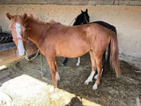 Mare, Horses — photo 2